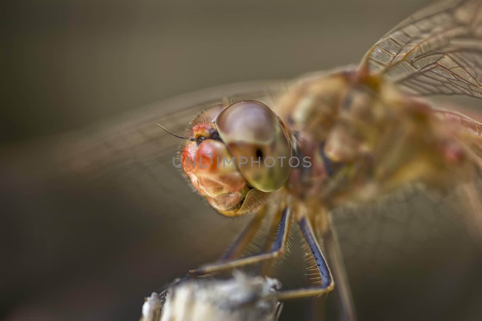 extreme macro of the dragonfly sitting on a twig