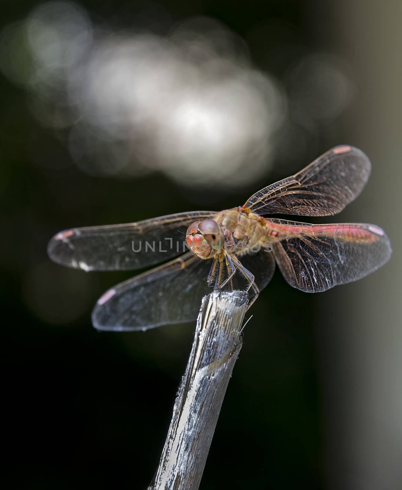 dragonfly by EdVal