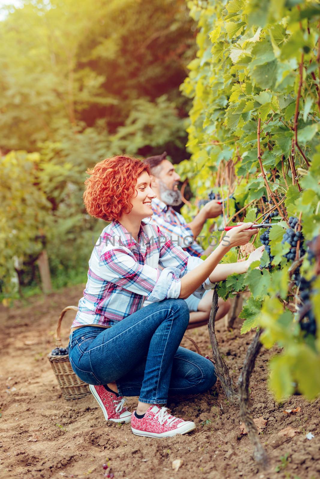 Beautiful smiling young woman cutting grapes at a vineyard. Selective focus.