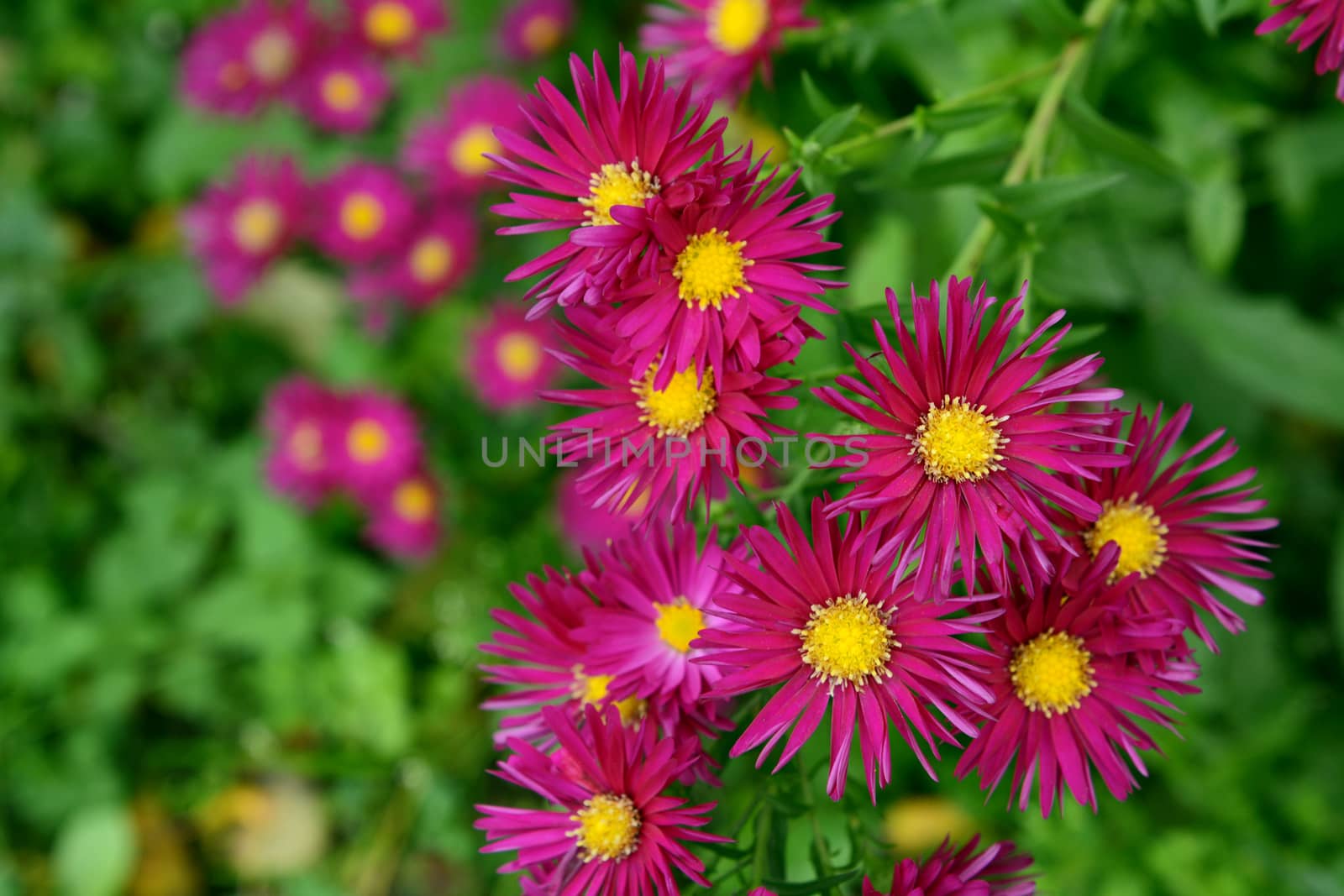 Autumnal magenta Michaelmas daisies in selective focus against lush foliage and colourful flowers