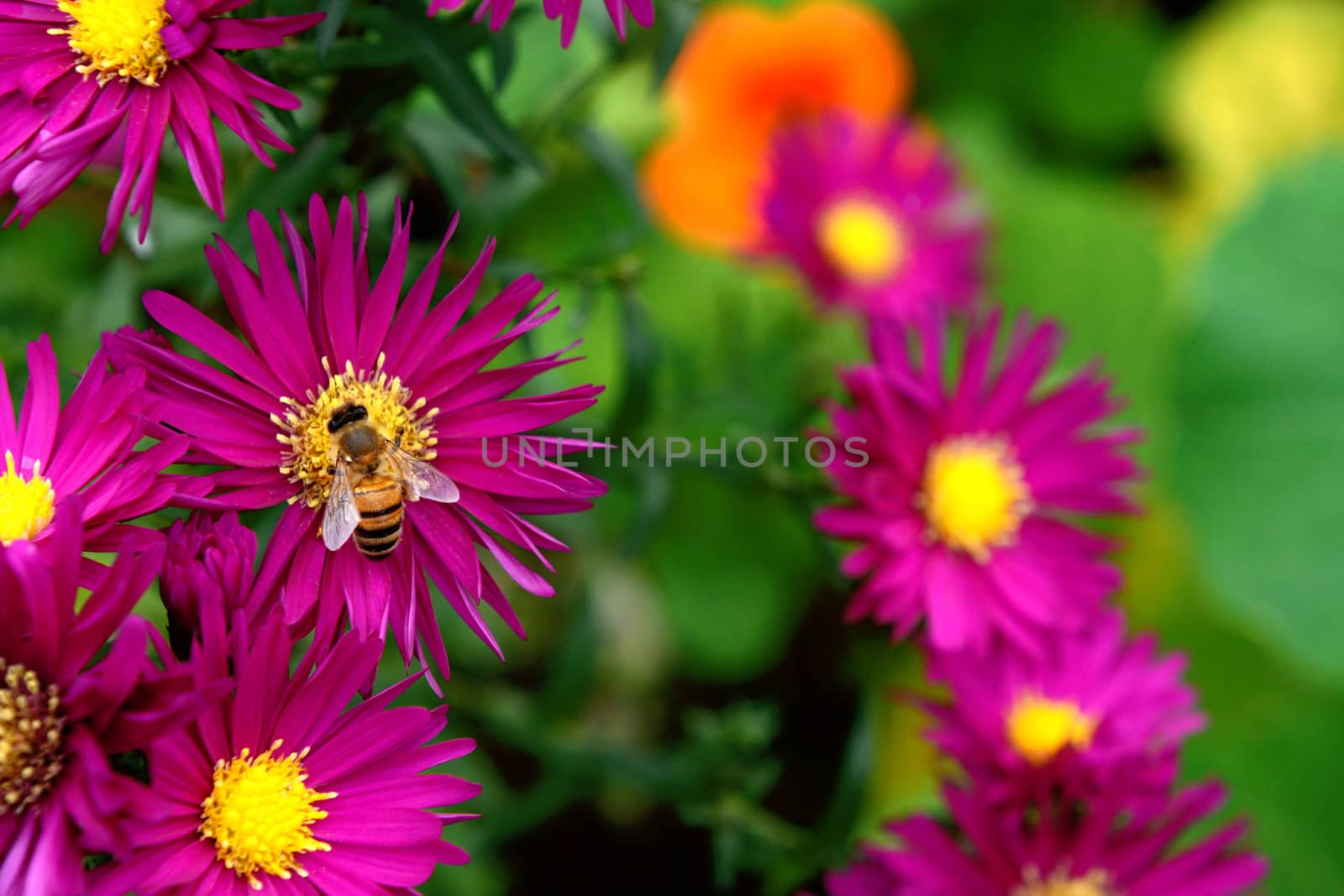 Honey bee collecting nectar and pollen from brightly coloured Michaelmas daisies in an autumn garden