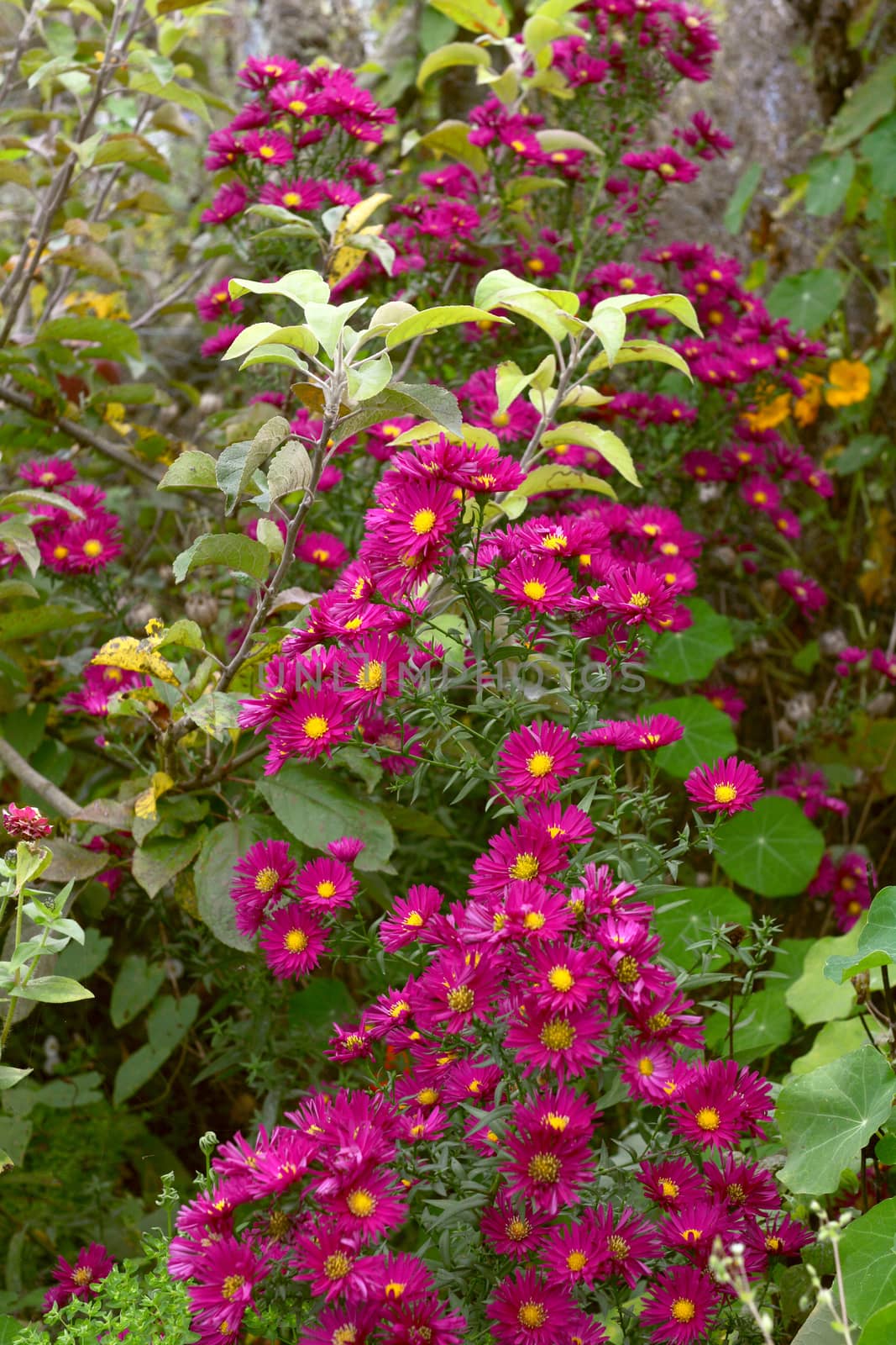 Tall Michaelmas daisy plant with pink flowers, climbs through branches of an apple tree and among a verdant autumnal flower bed