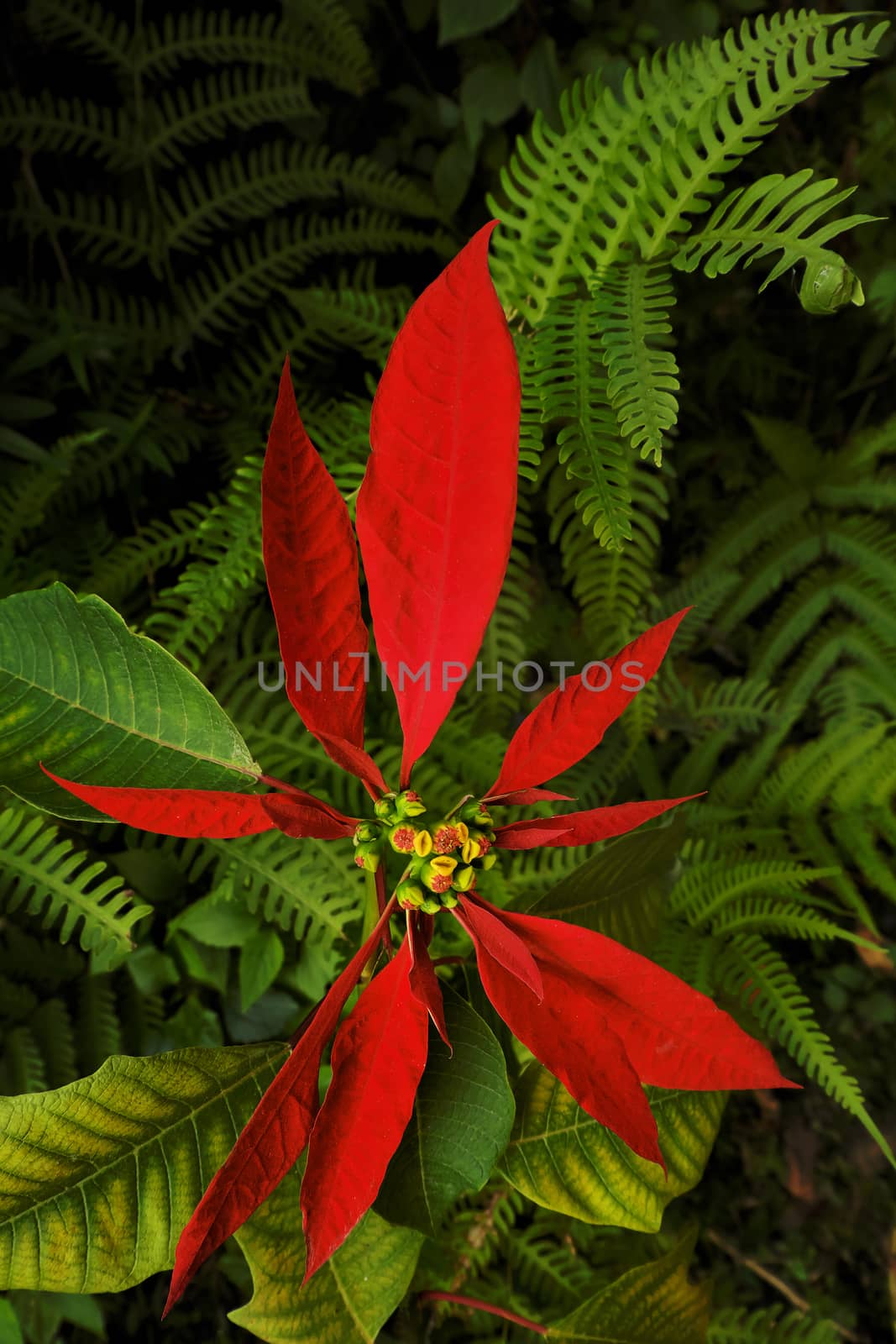 Red Nepalese Poinsettia with green leaves