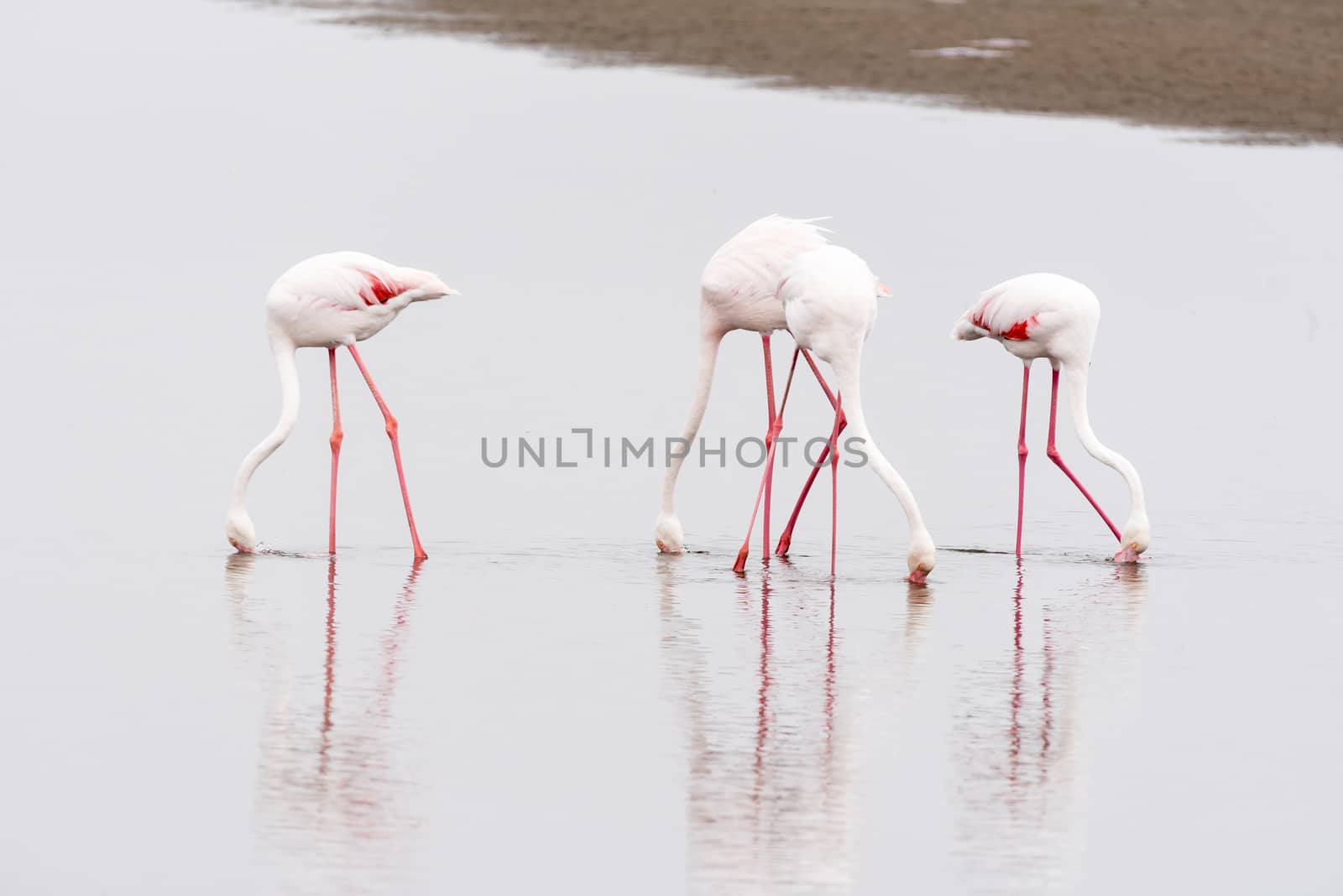 Greater Flamingos, Phoenicopterus ruber roseus, feeding in the lagoon at Walvis Bay in the Namib Desert on the Atlantic Coast of Namibia
