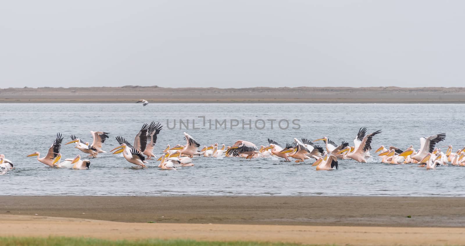 Great white pelicans landing in the lagoon in Walvis Bay in Namibia