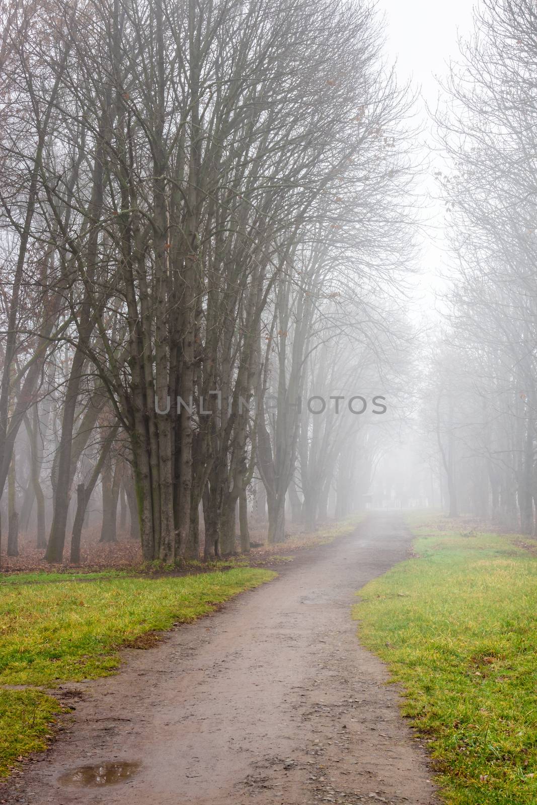path in to cold fog in autumn parck by Pellinni