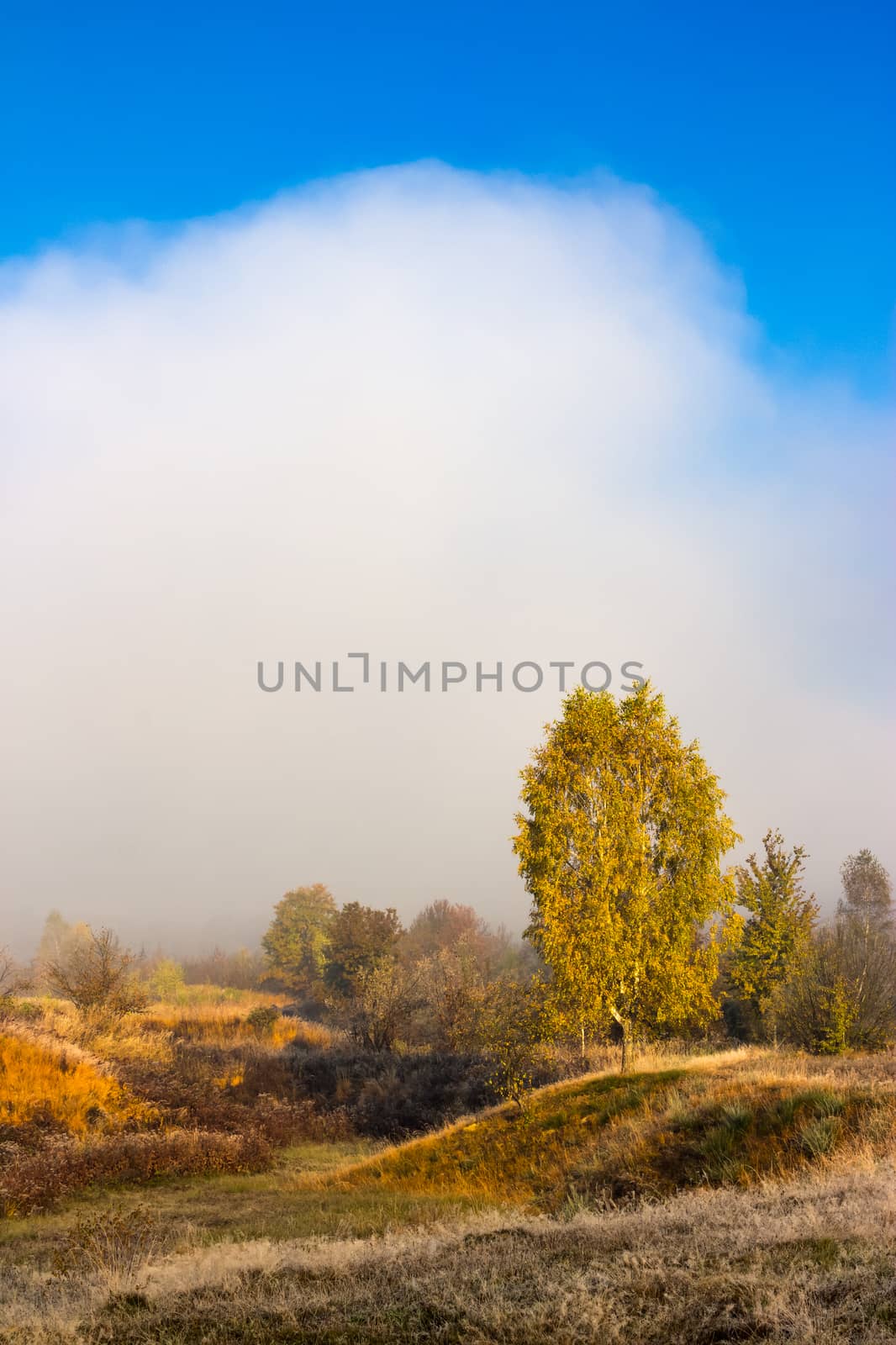 field near forest in fog by Pellinni