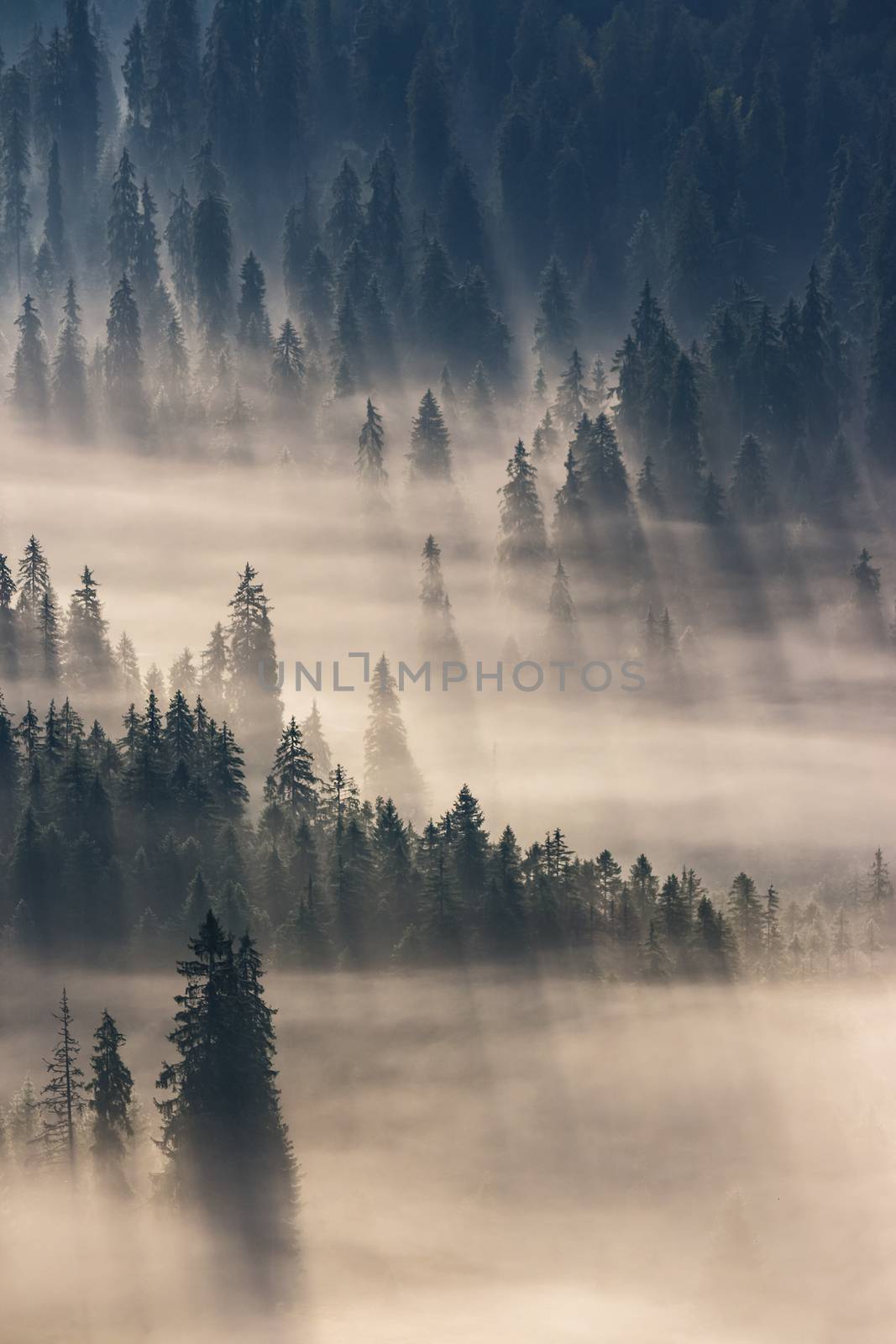 coniferous forest in foggy mountains by Pellinni