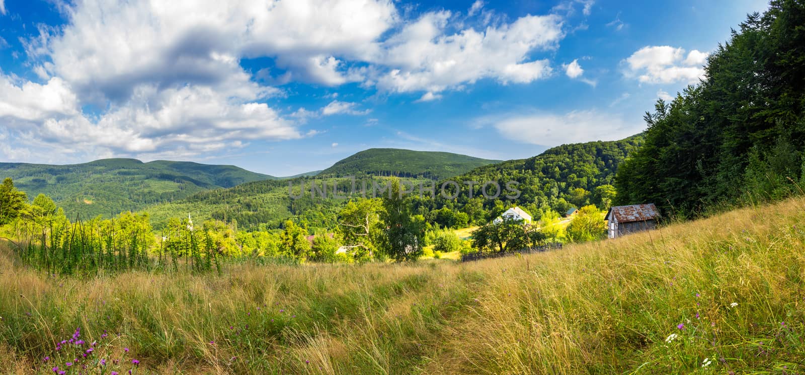summer landscape panorama. purple flowers in yellow grass on the meadow hillside. village near forest in mountain