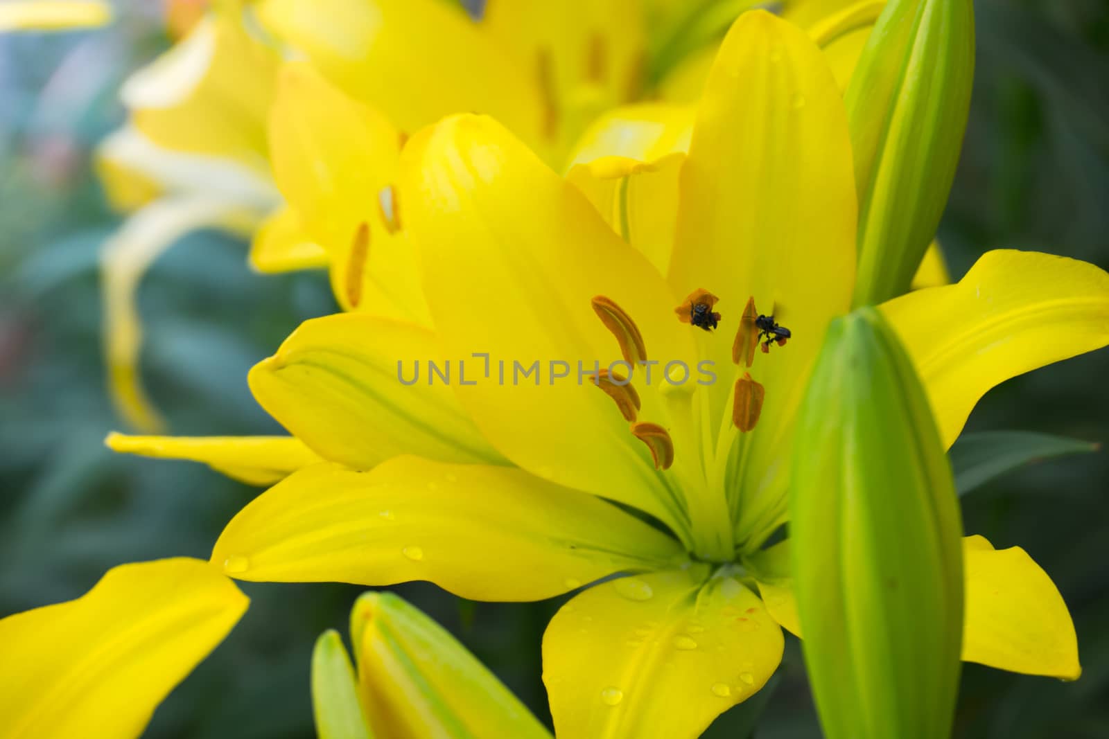 The background image of the colorful flowers by teerawit