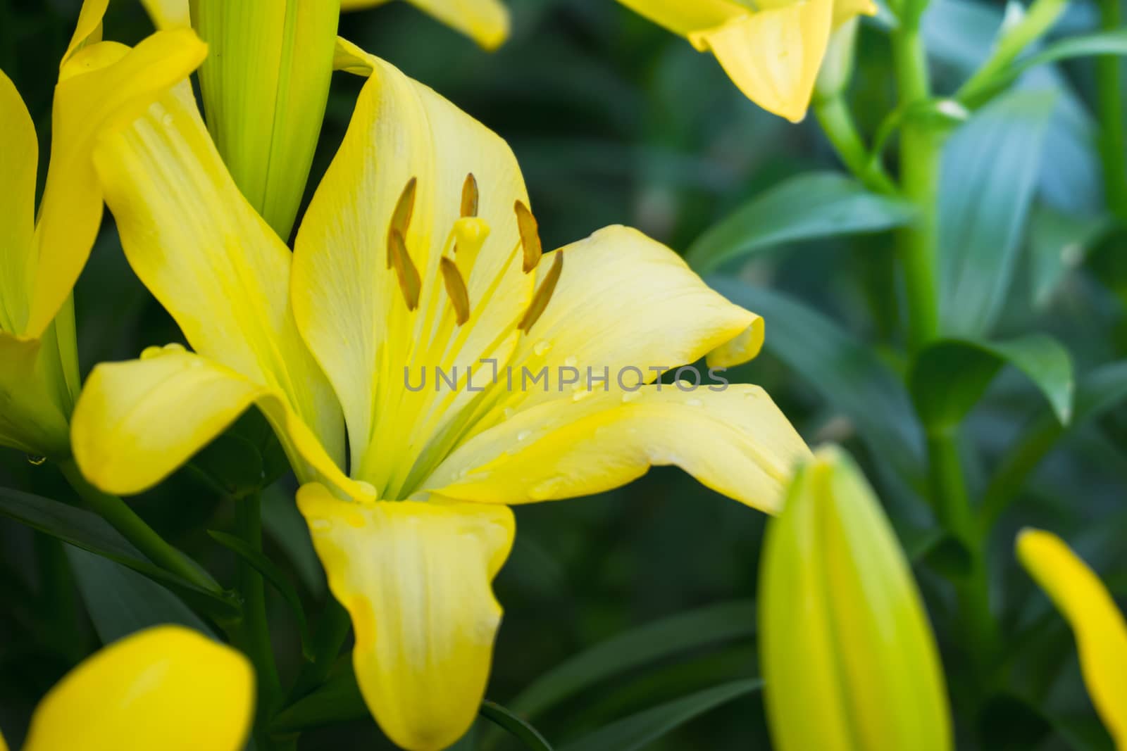 The background image of the colorful flowers by teerawit