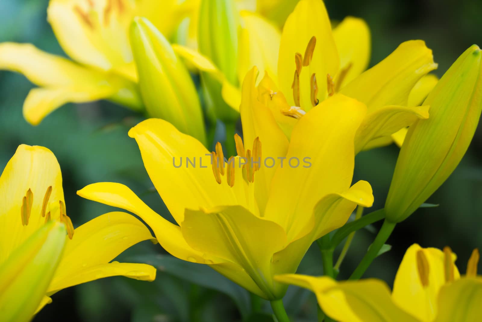 The background image of the colorful flowers by teerawit