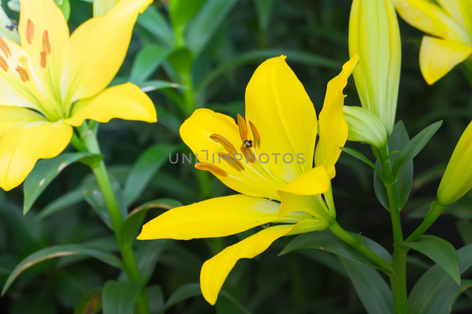 The background image of the colorful flowers by teerawit