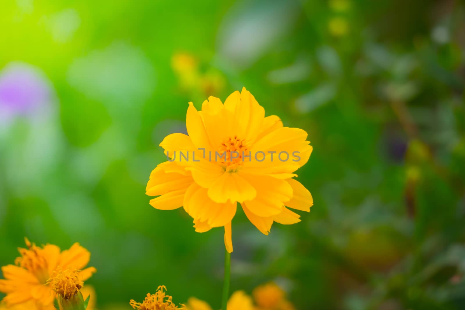 The background image of the colorful flowers, background nature