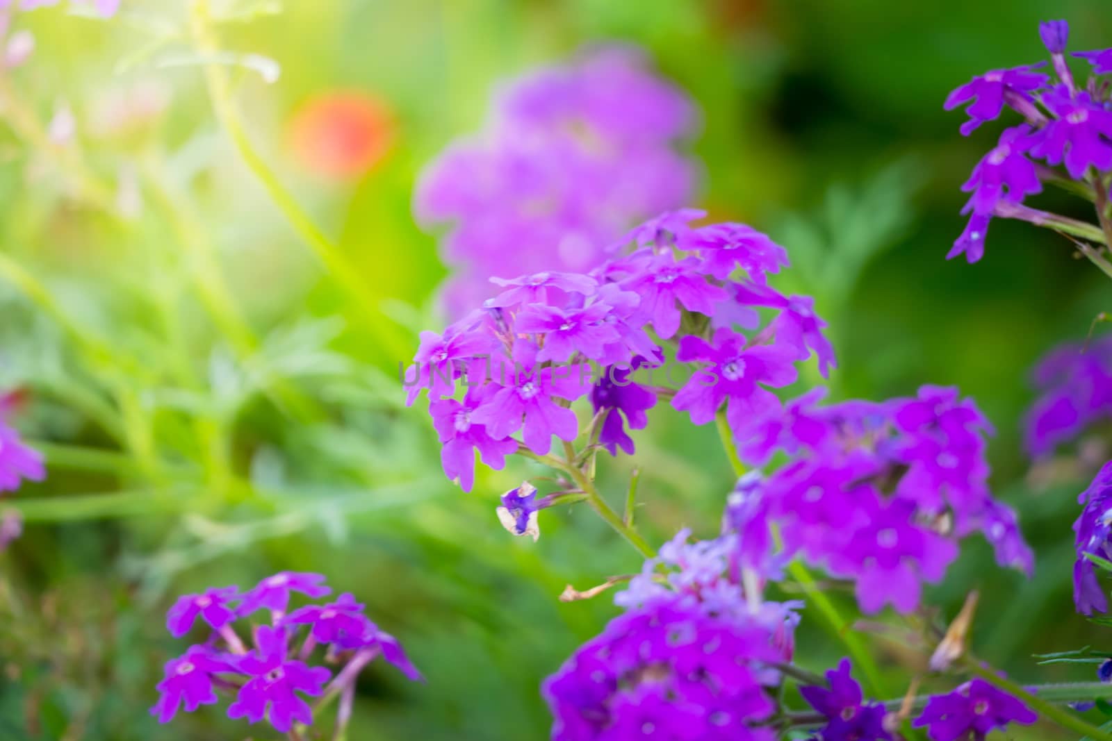 The background image of the colorful flowers, background nature