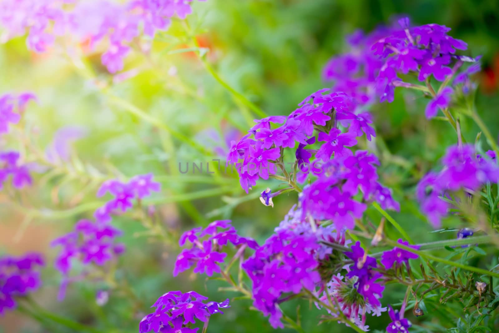 The background image of the colorful flowers, background nature