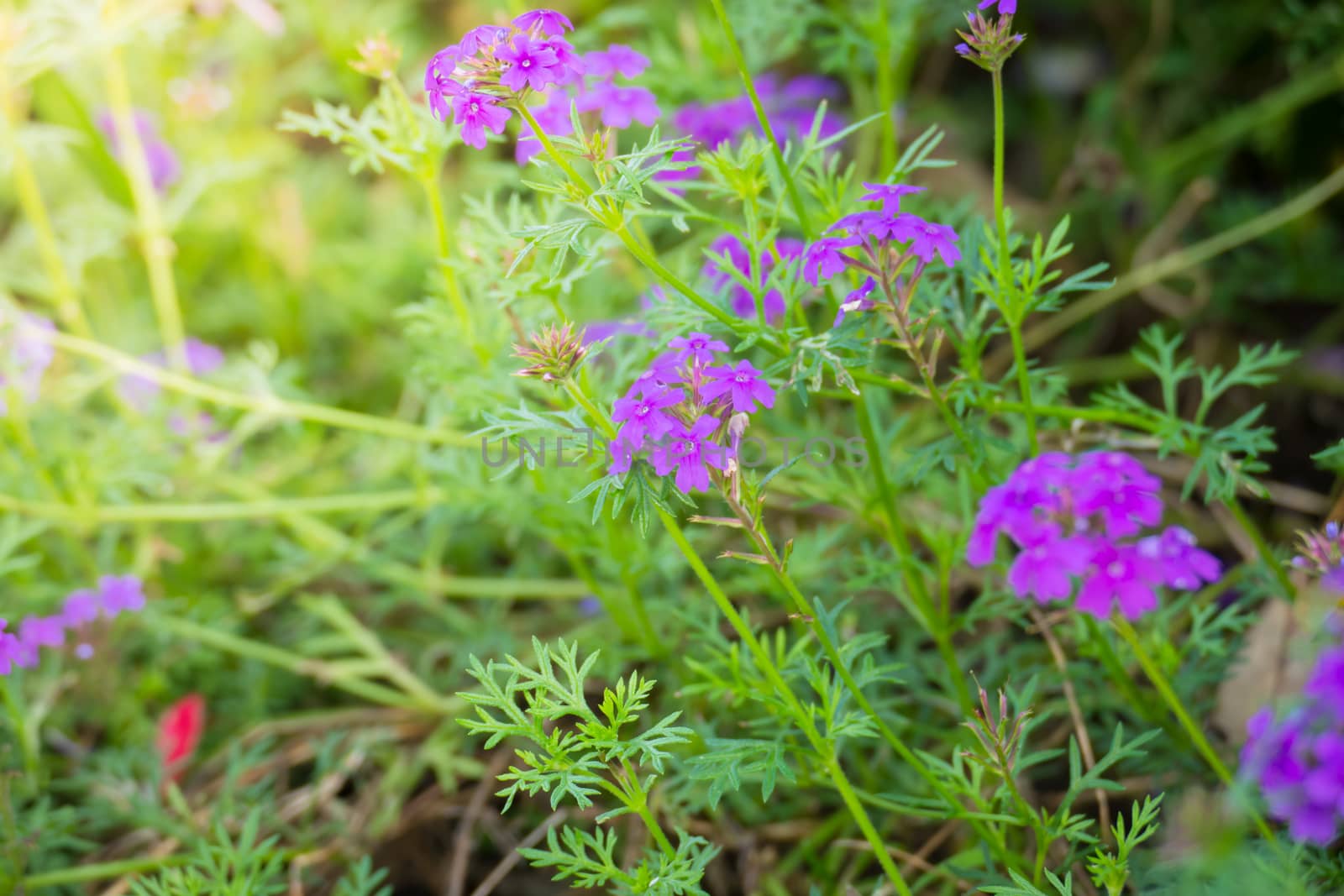 The background image of the colorful flowers, background nature