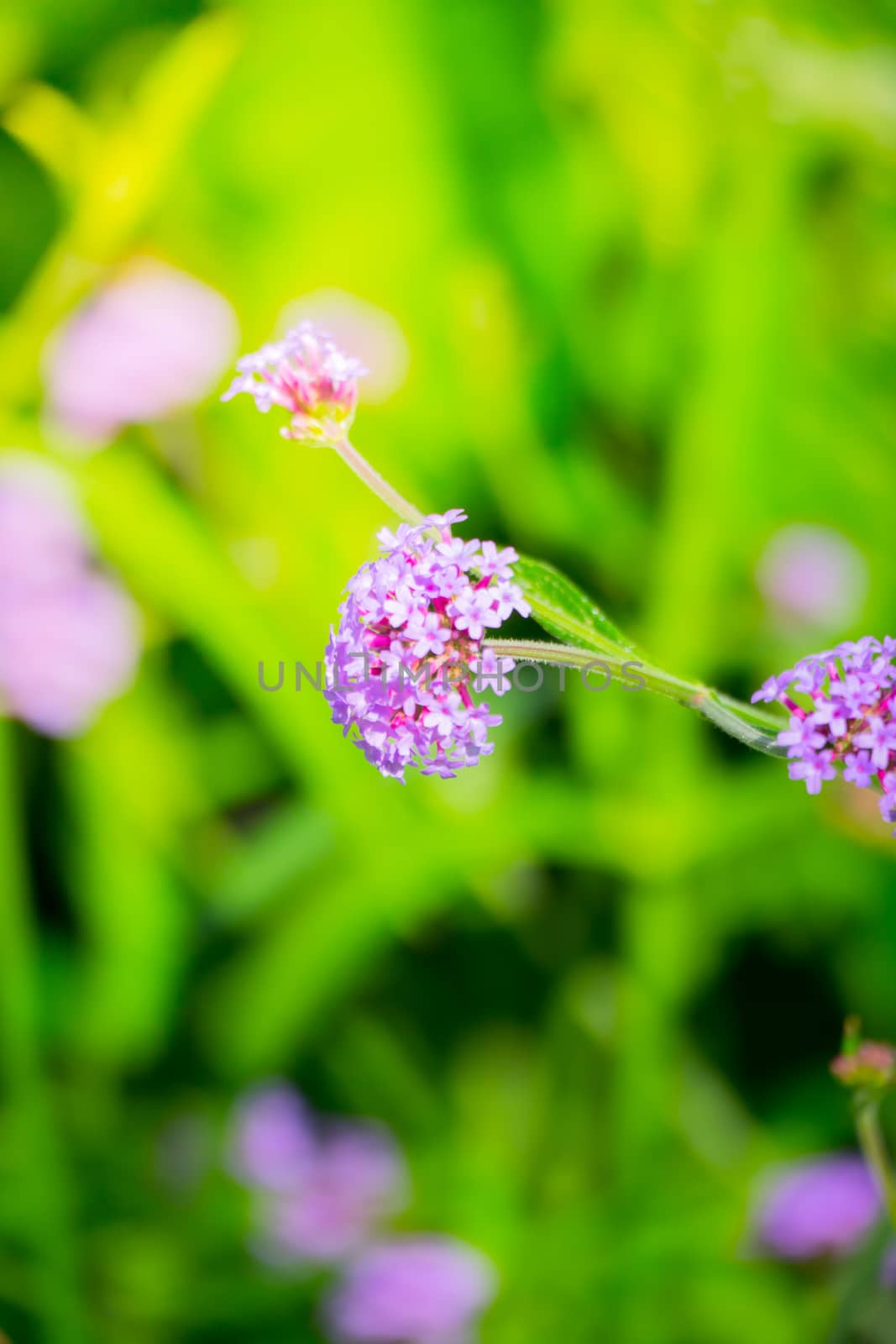 The background image of the colorful flowers by teerawit