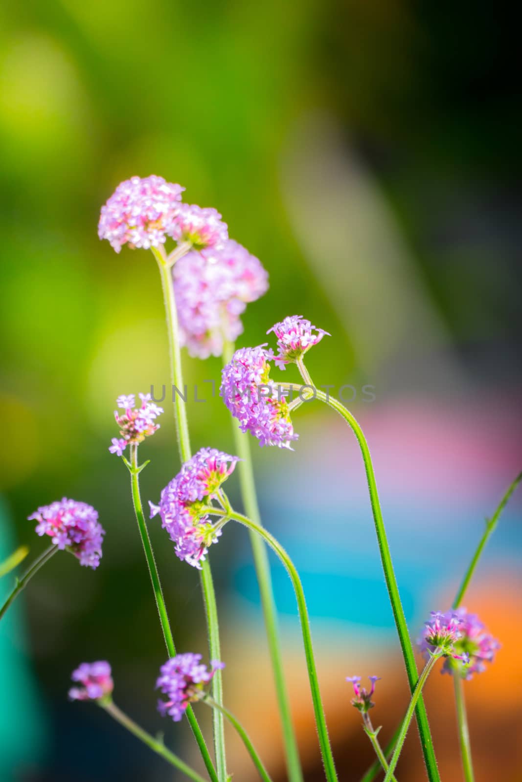 The background image of the colorful flowers by teerawit