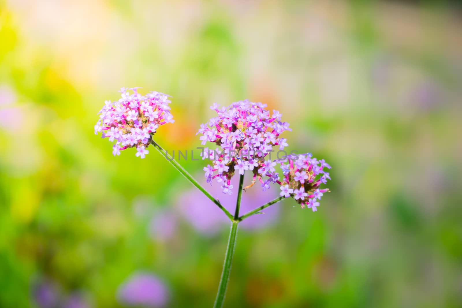 The background image of the colorful flowers by teerawit