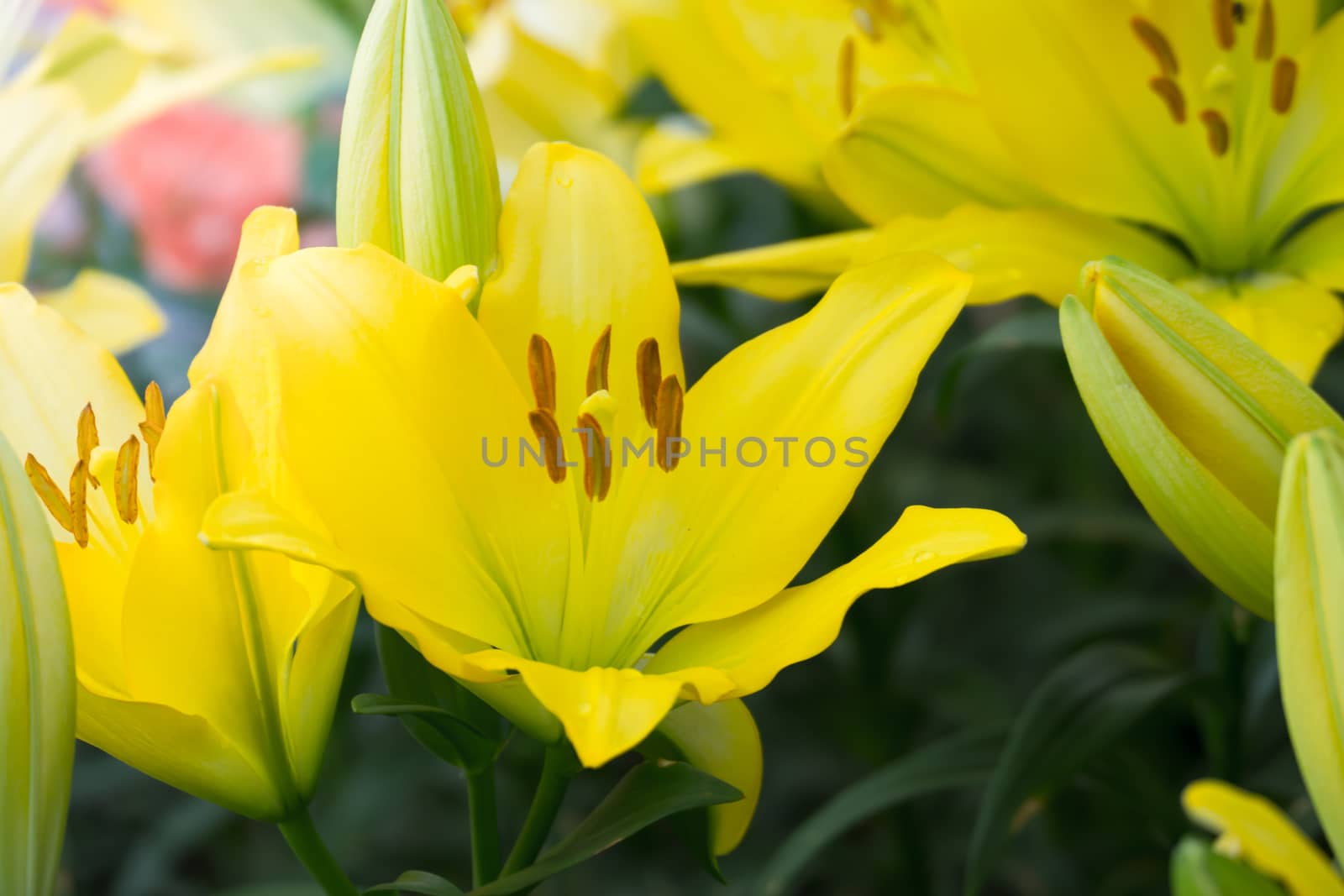 The background image of the colorful flowers by teerawit