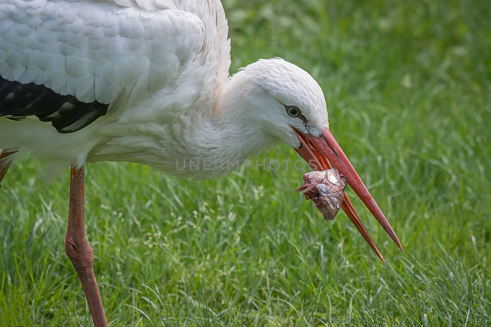 White stork feeding by alan_tunnicliffe