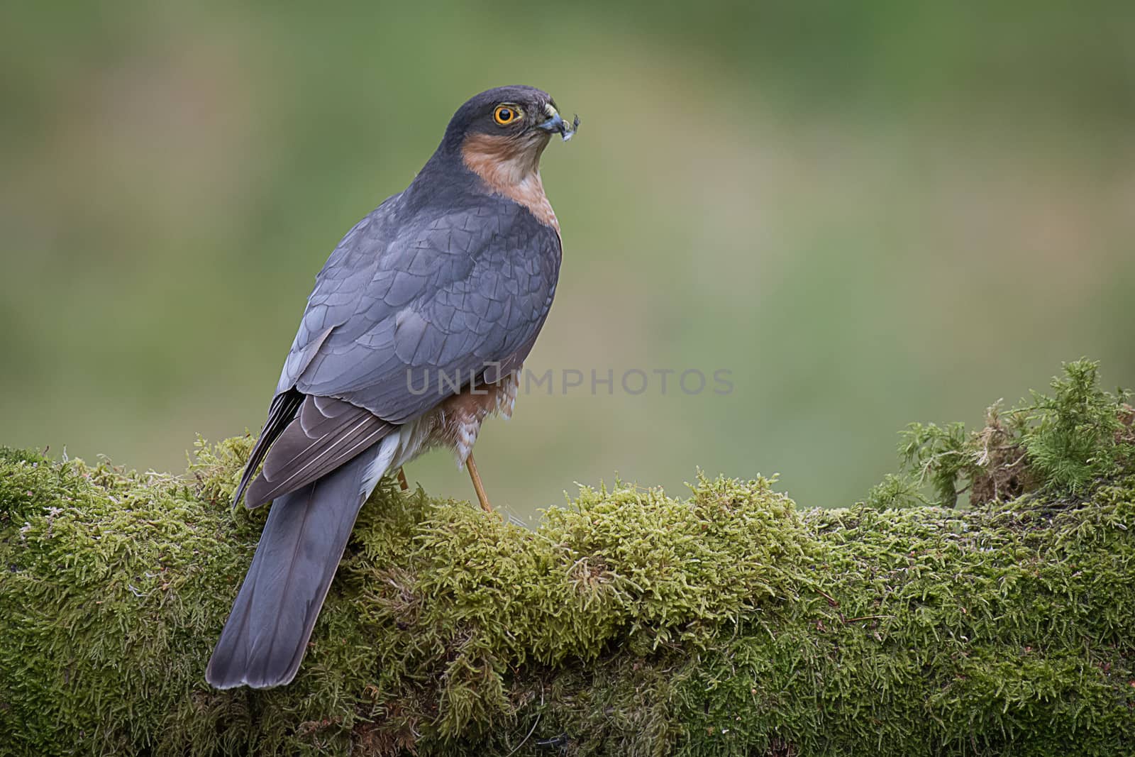 Portrait of a sparrowhawk by alan_tunnicliffe