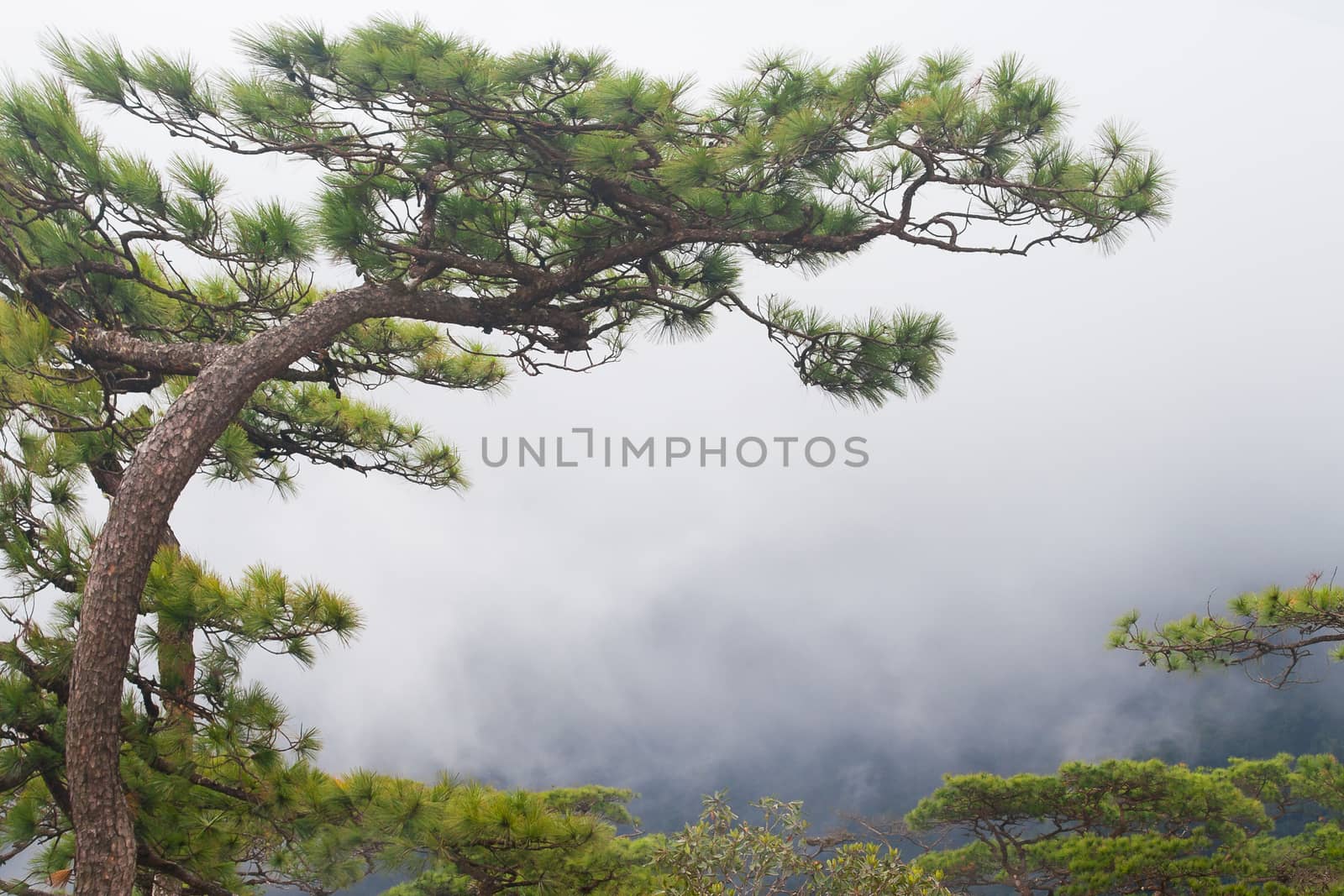 Pine tree on the top of mountain by Obmeetsworld