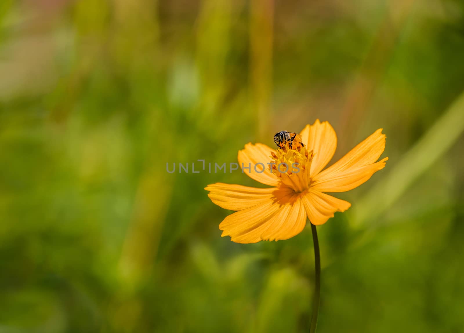 Save Download Preview Yellow flower with a bee holding honey by Obmeetsworld