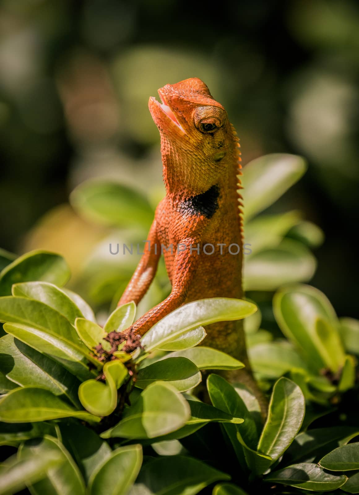 a little orange chameleon on the bush in a garden by Obmeetsworld