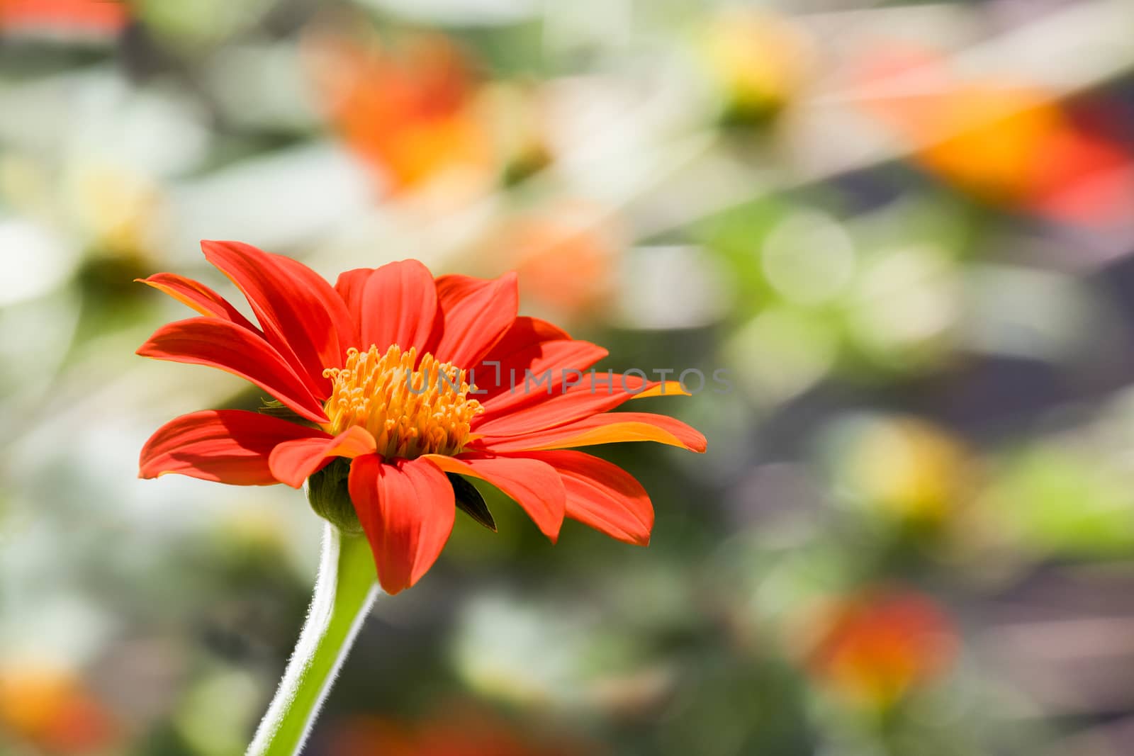 a red flower on the wayside of a street by Obmeetsworld