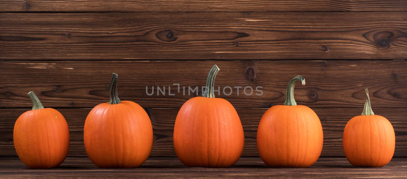 Five orange pumpkins in a row on dark wooden background, Halloween concept