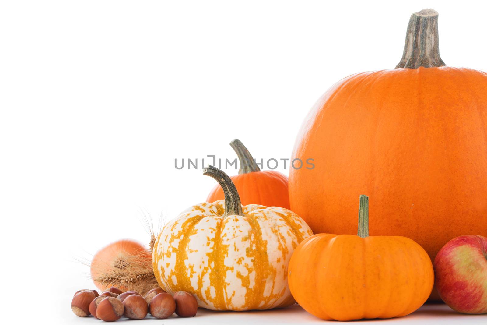 Autumn harvest still life with pumpkins, wheat ears, hazelnuts, garlic, onion and apples isolated on white background