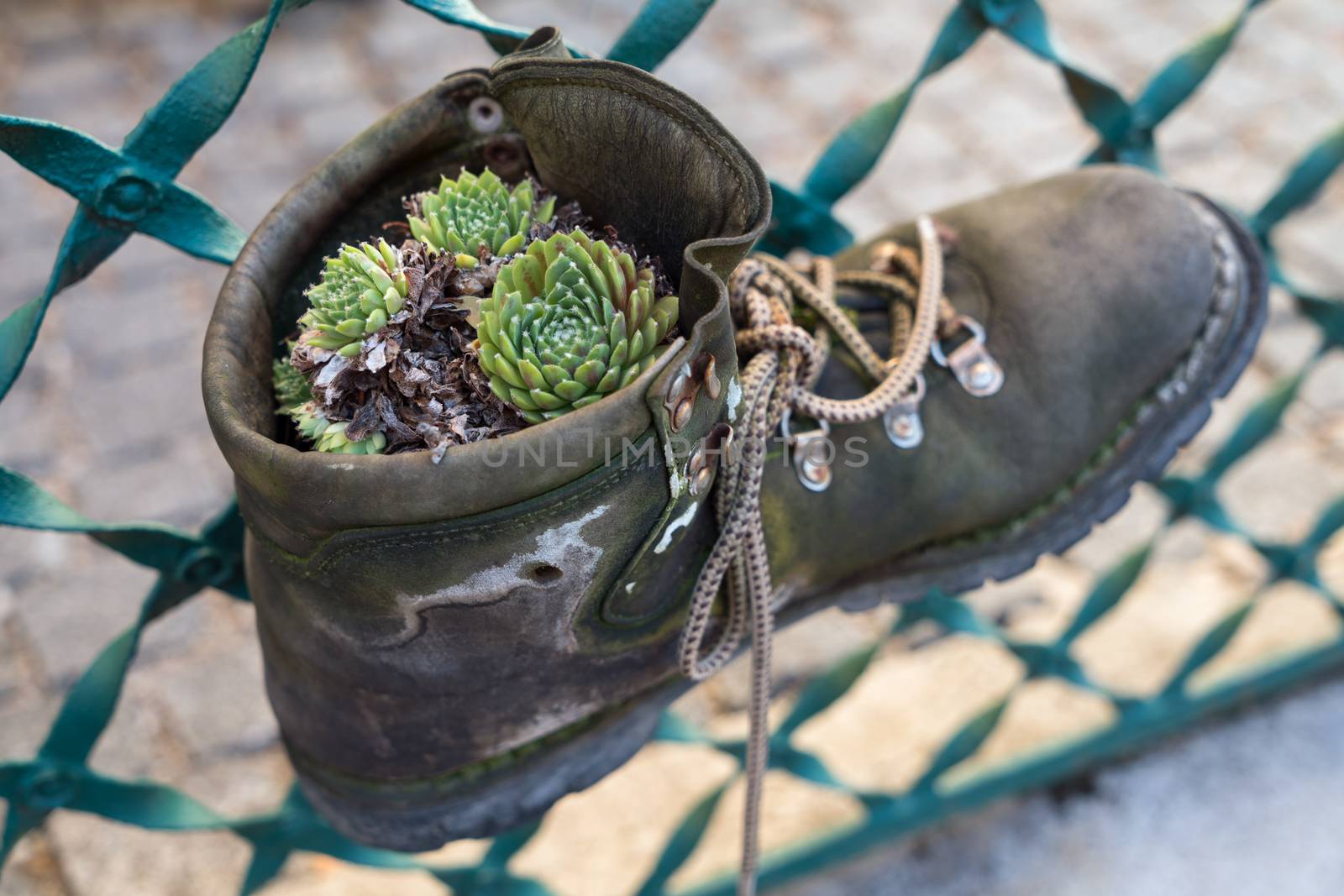 Succulent Plant Growing in an Old Boot in Hallstattt by phil_bird