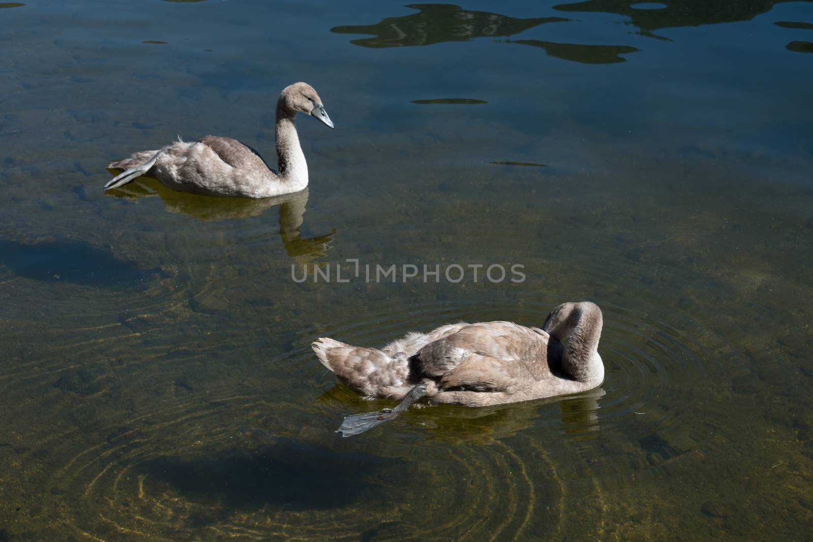 Cygnets Illuminated in the Sunshine on Lake Hallstatt