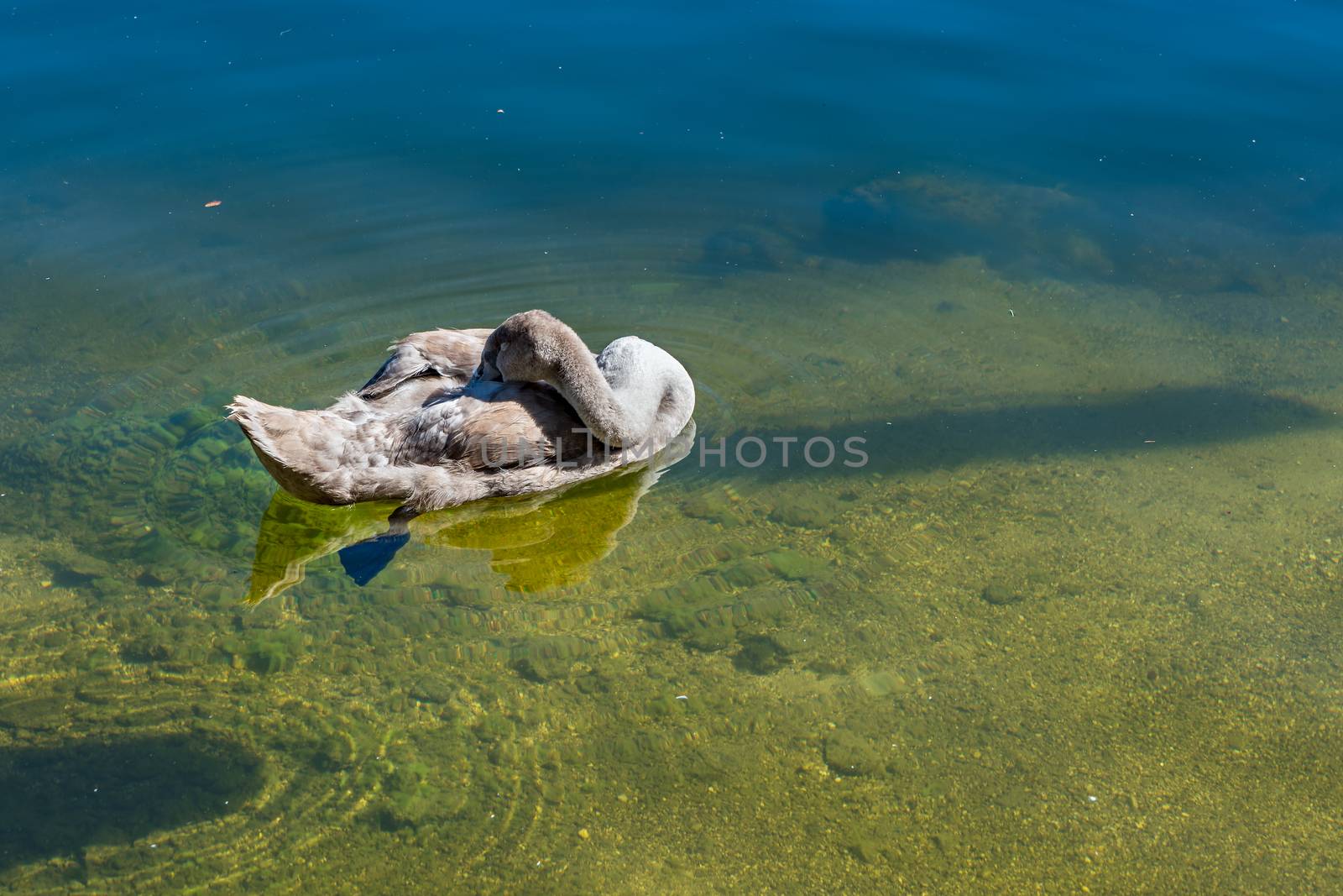 Cygnet Illuminated in the Sunshine on Lake Hallstatt by phil_bird