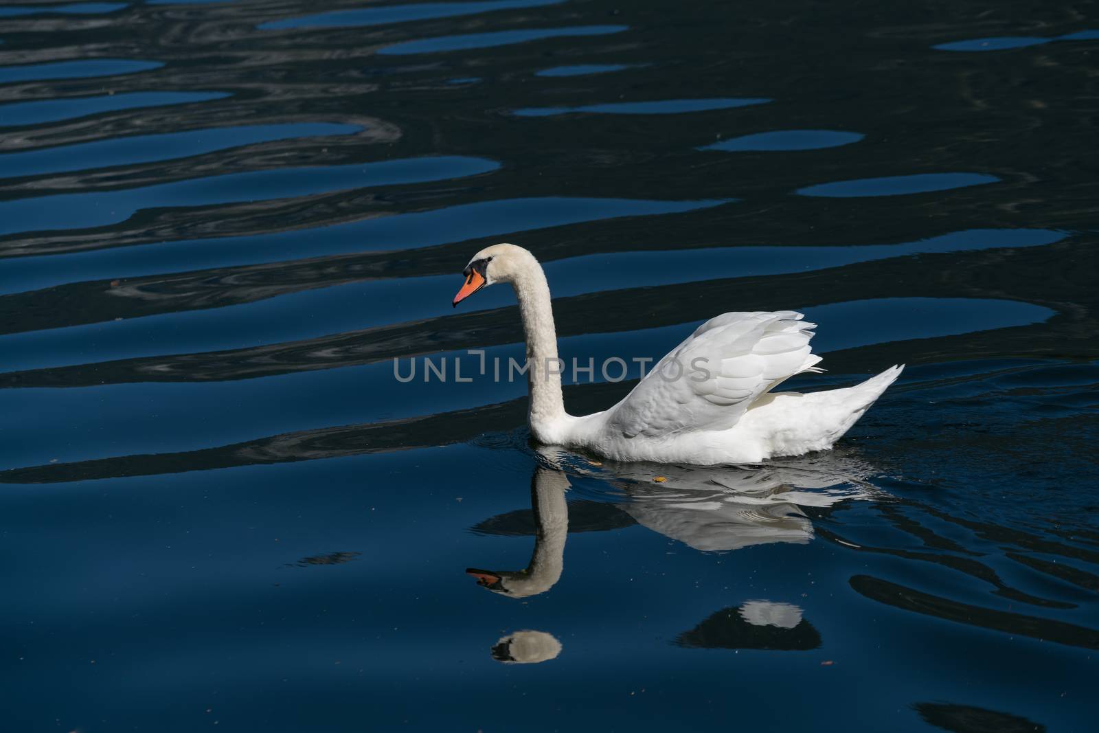 Sunlit Mute Swan on Lake Hallstatt by phil_bird