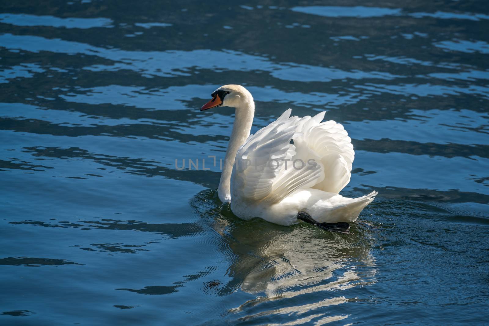 Sunlit Mute Swan on Lake Hallstatt