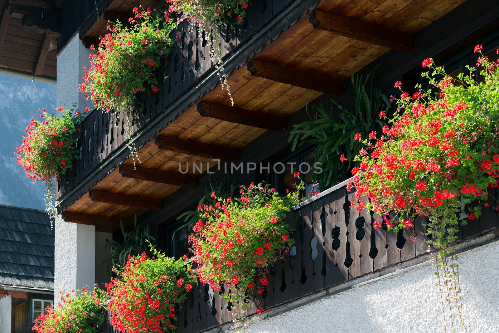 Colourful Red Geraniums on a House in Hallstatt by phil_bird