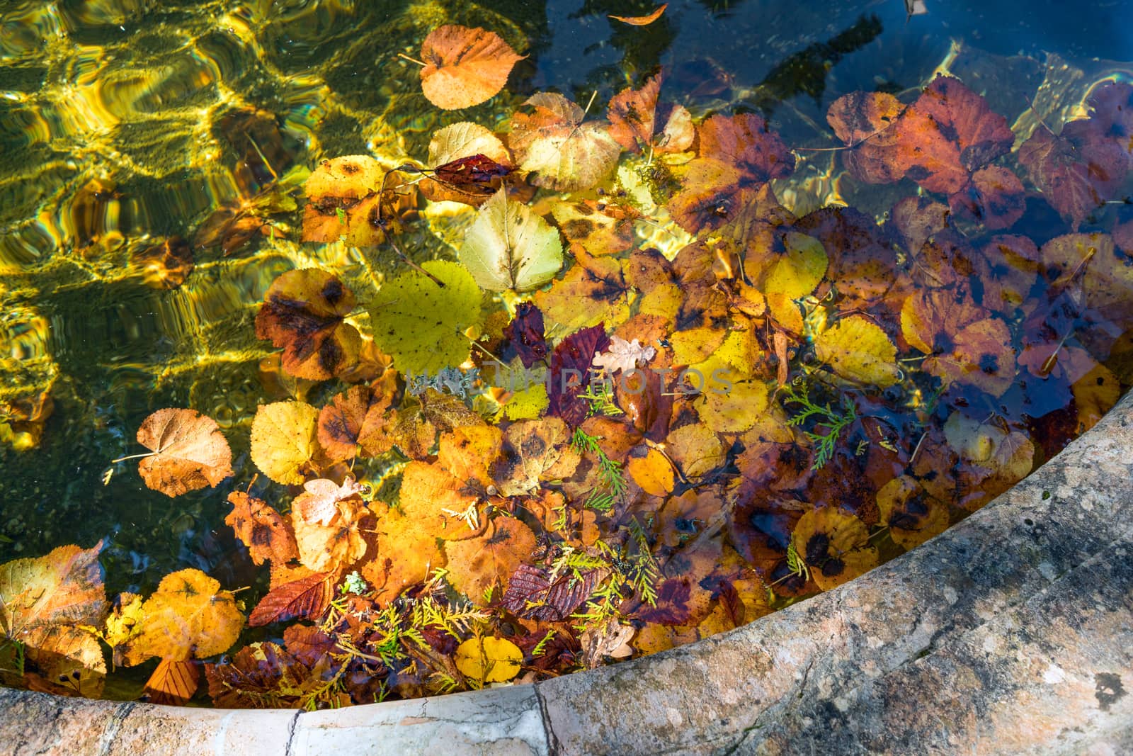 Colourful Sunlit Autumn Leaves Floating in a Pond by phil_bird