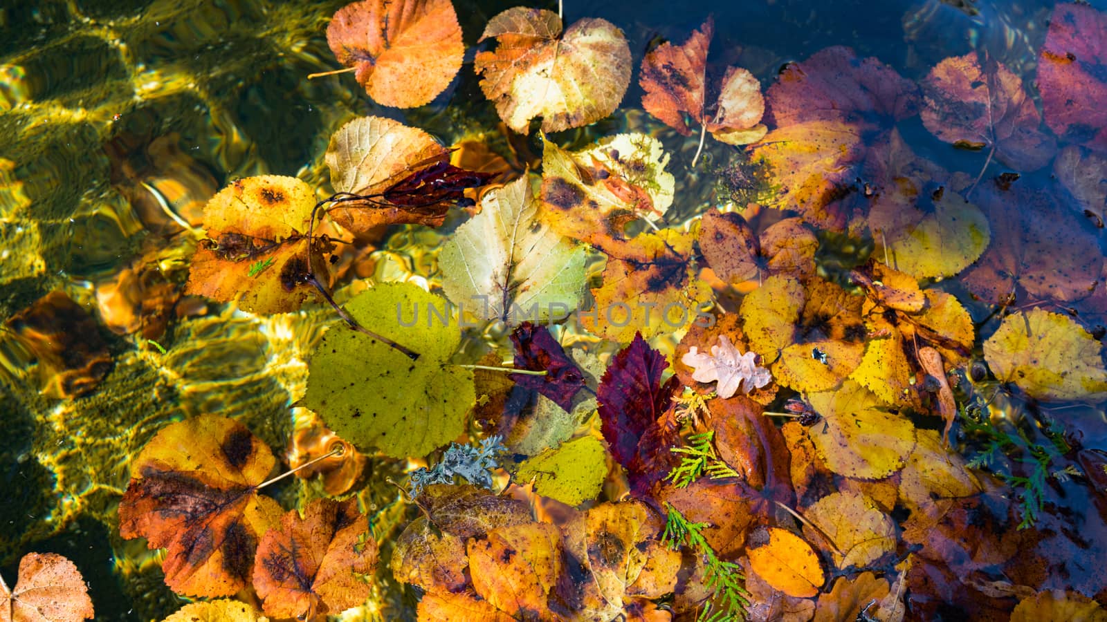 Colourful Sunlit Autumn Leaves Floating in a Pond by phil_bird