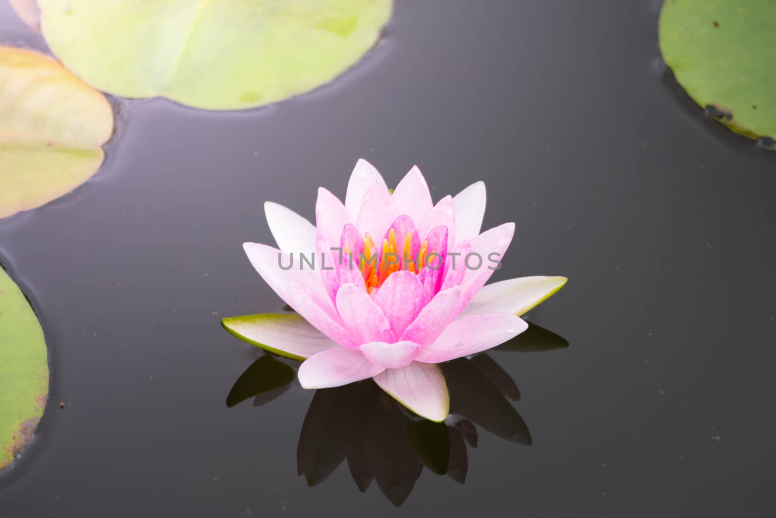 Lotus flowers blooming on the pond in summer