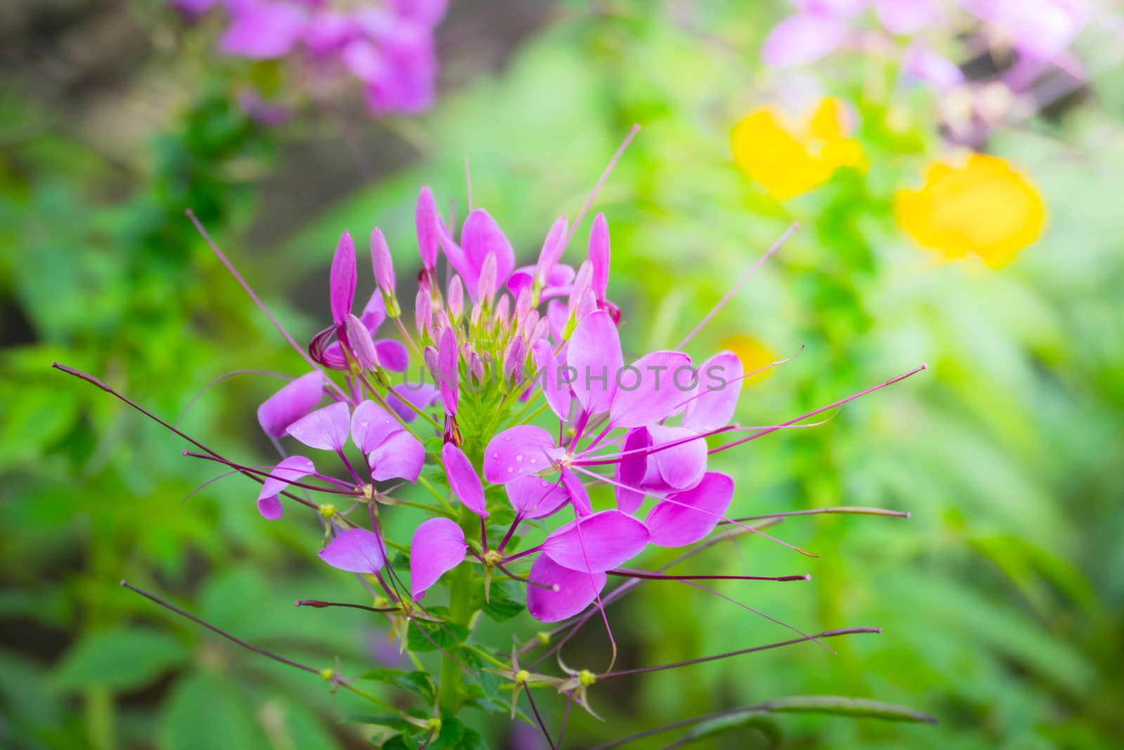 The background image of the colorful flowers by teerawit