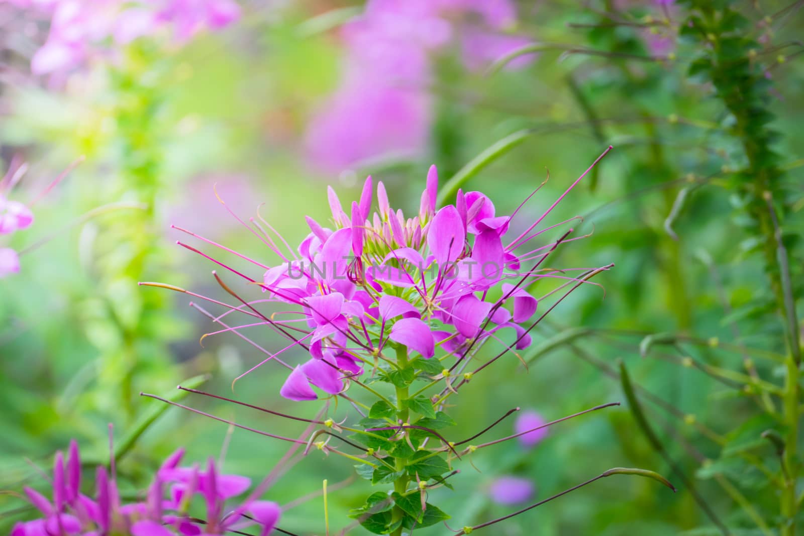 The background image of the colorful flowers by teerawit