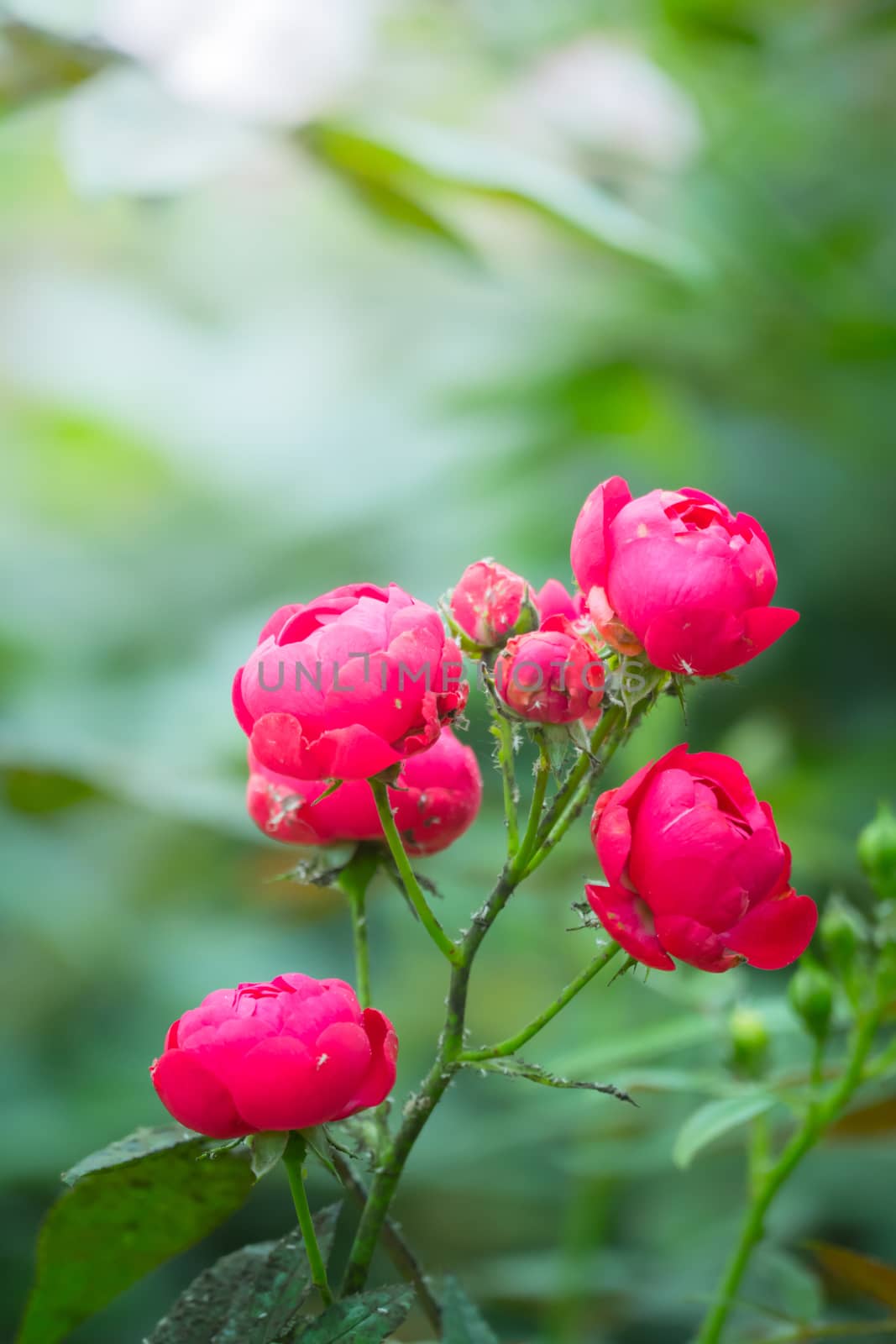 The background image of the colorful flowers by teerawit