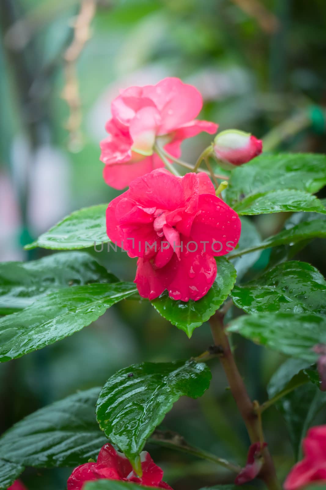 The background image of the colorful flowers by teerawit