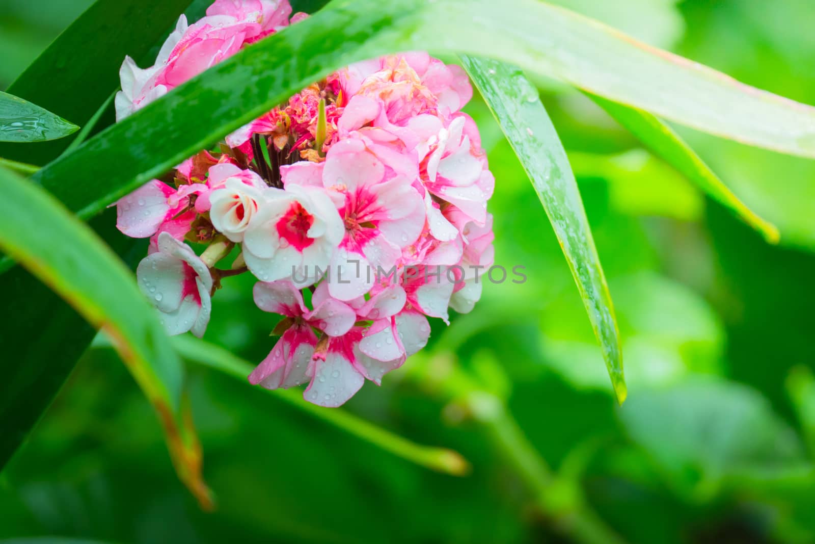 The background image of the colorful flowers by teerawit