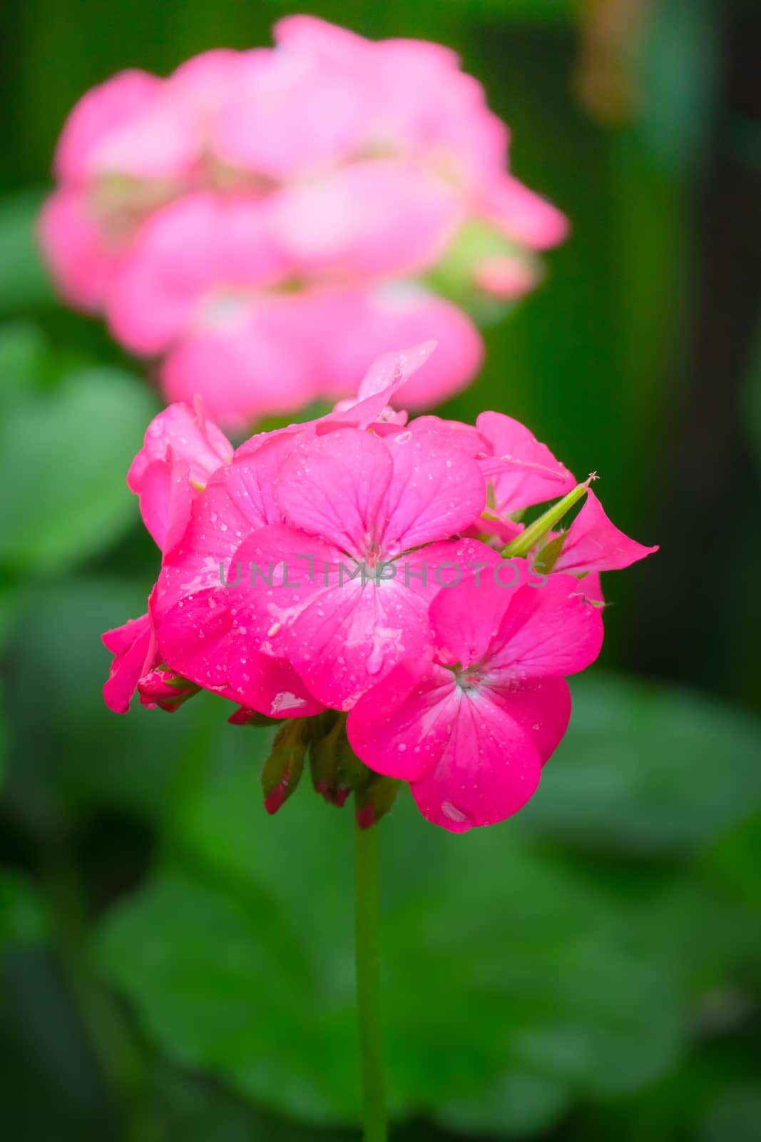 The background image of the colorful flowers by teerawit