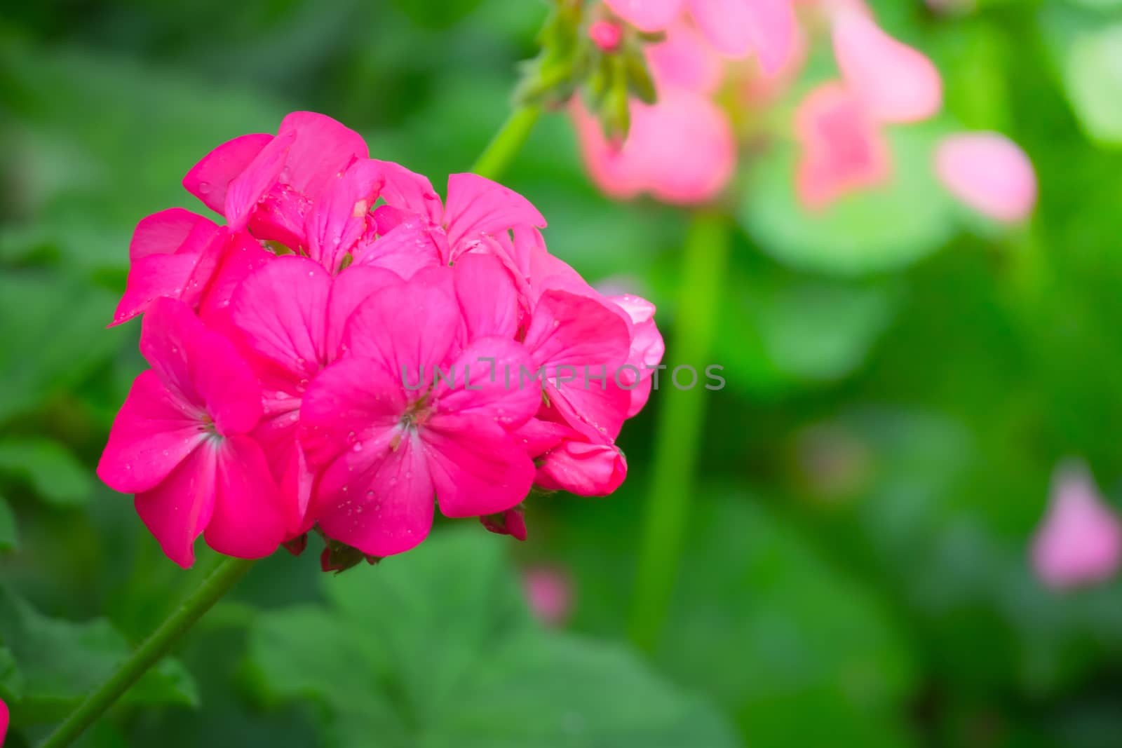 The background image of the colorful flowers by teerawit