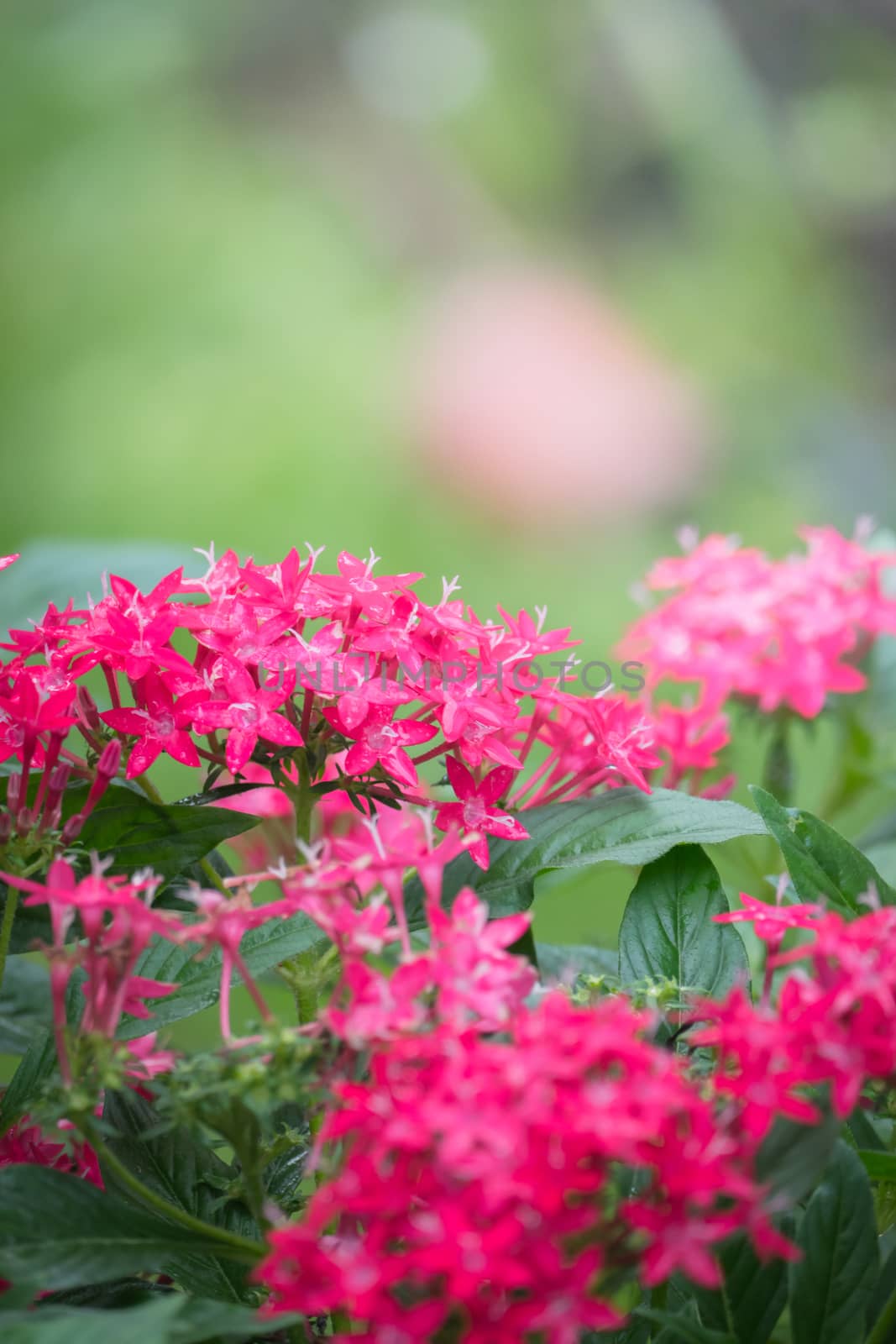 The background image of the colorful flowers by teerawit